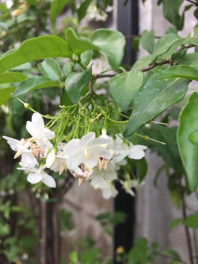 Maesot Siri Hotel Mae Sot Buitenkant foto